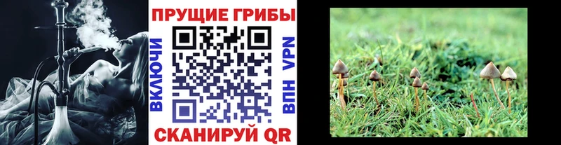 Галлюциногенные грибы GOLDEN TEACHER  Купить  Камень-на-Оби 